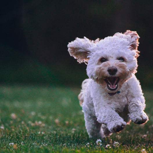 When Do Dogs Need Probiotics?
