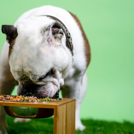 The Inside Scoop on Prebiotics for Dogs