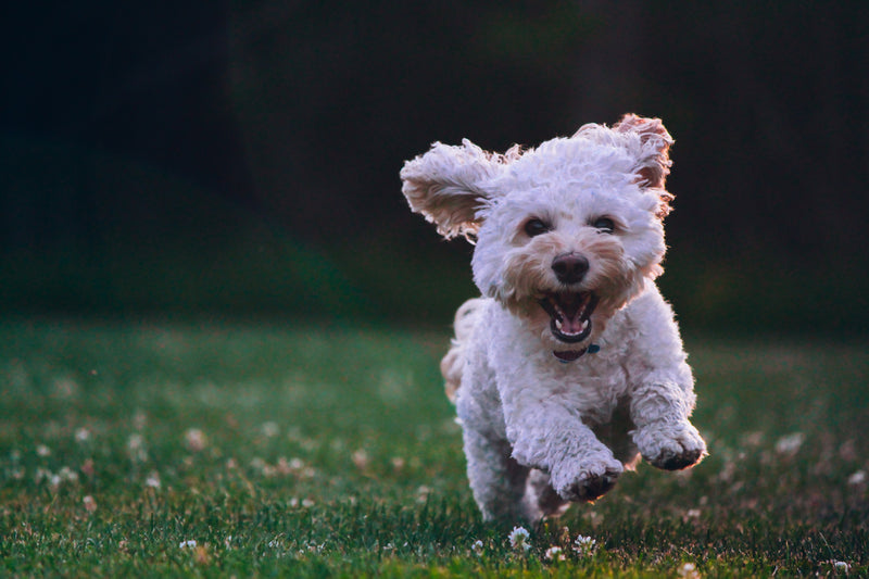 When Do Dogs Need Probiotics?