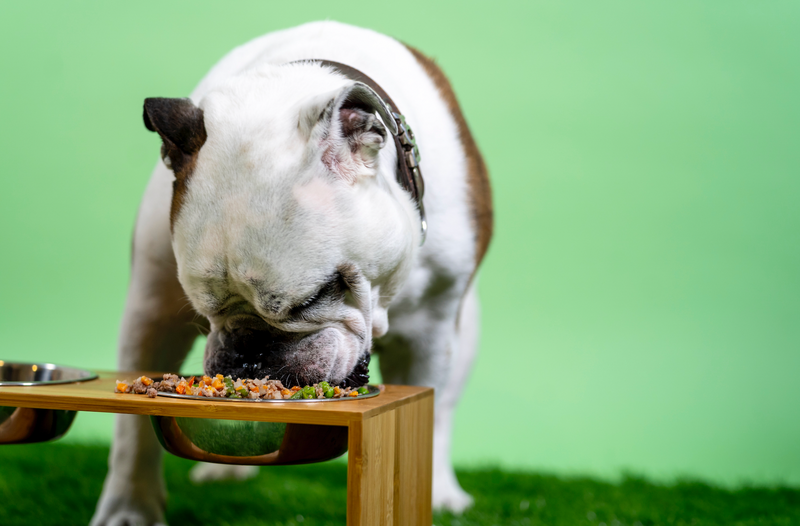 The Inside Scoop on Prebiotics for Dogs