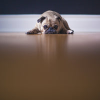 Does Your Dog Suffer from “Separation Anxiety?”