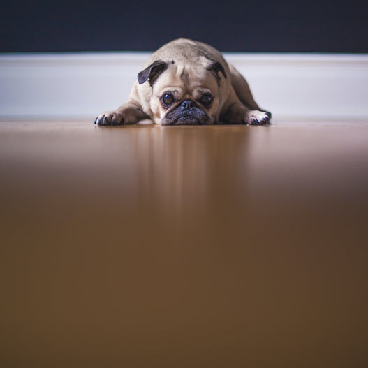 Does Your Dog Suffer from “Separation Anxiety?”