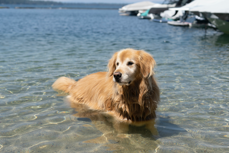 How Do Dogs Sweat?