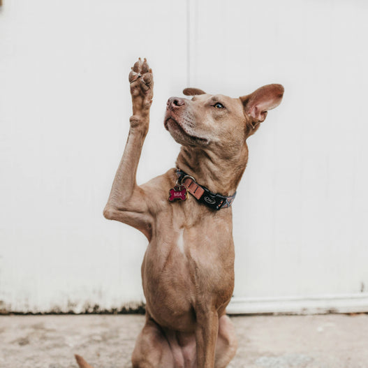 Correcting Obsessive Behavior in Dogs