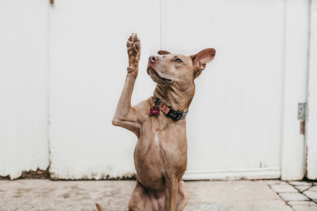 Correcting Obsessive Behavior in Dogs FullBucket Health
