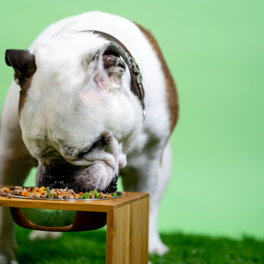 Why Does My Dog Eat So Fast?
