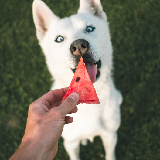 What Fruits Can Dogs Eat?