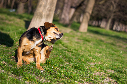 Natural remedies for hot spots on dogs