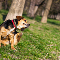 Natural remedies for hot spots on dogs