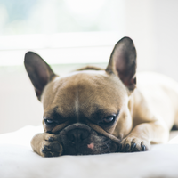 4 Remedies for Managing Upset Stomach in Dogs