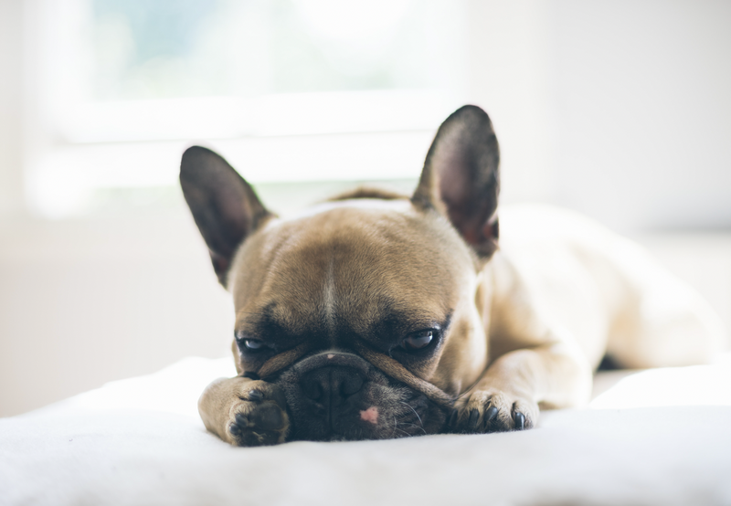 4 Remedies for Treating Upset Stomach in Dogs