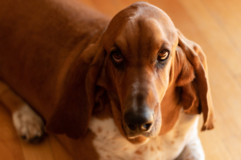 How to Prevent Yeast Infection in Dogs