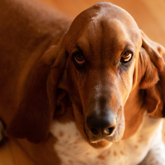 How to Prevent Yeast Infection in Dogs