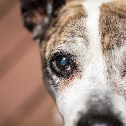 An Inside Look Into How Dogs See The World