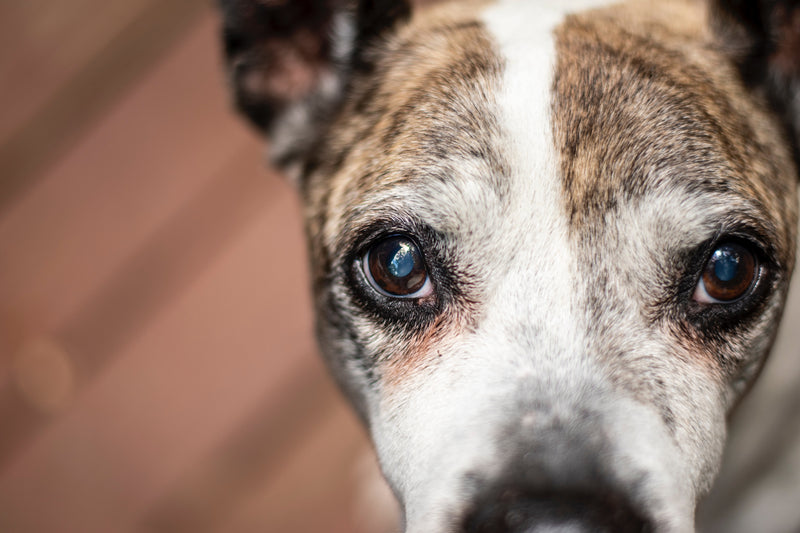 An Inside Look Into How Dogs See The World