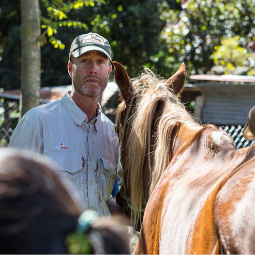 Improve Your Horse's Digestive Engine