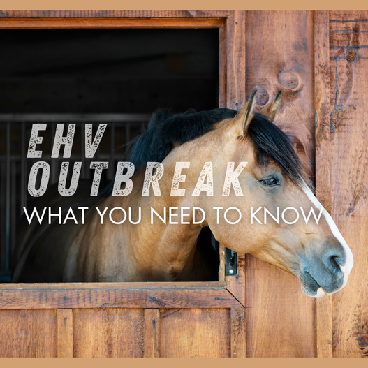 EHV Outbreak -  What Horse Owners Need to Know Right Now