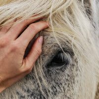 Can probiotics help manage Equine Metabolic Syndrome?