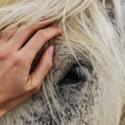Can probiotics help manage Equine Metabolic Syndrome?