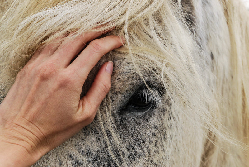 Can probiotics help manage Equine Metabolic Syndrome?