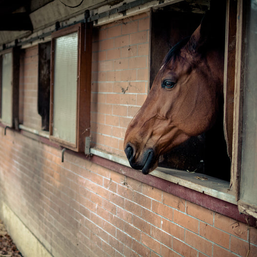 Is the Microbiome Related to Ulcers in Horses?