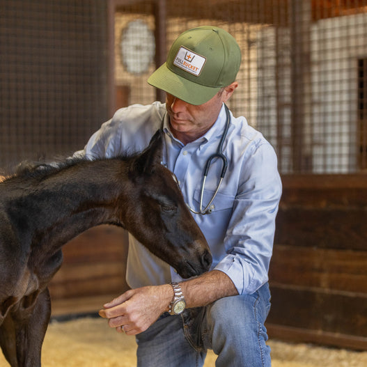 Your Foal's First Week of Life