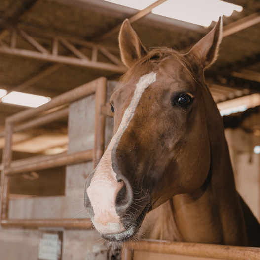 horses dealing with fecal water syndrome
