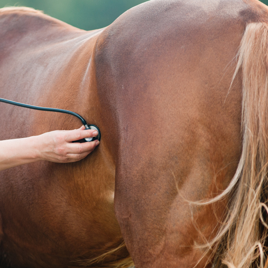 Tying Up vs. Colic in Horses: How to Tell the Difference and What to Do