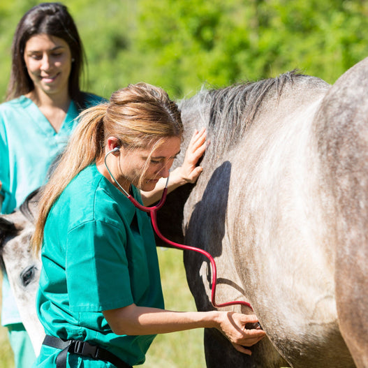 When to Call Your Veterinarian About Equine Colic