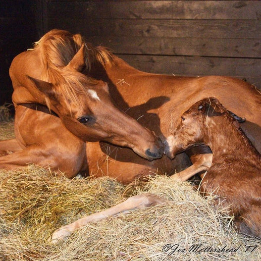 My Mare’s About to Foal....Now What?