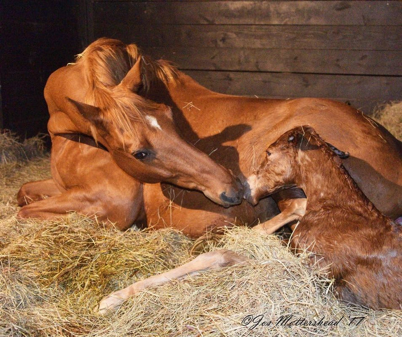 My Mare’s About to Foal....Now What?