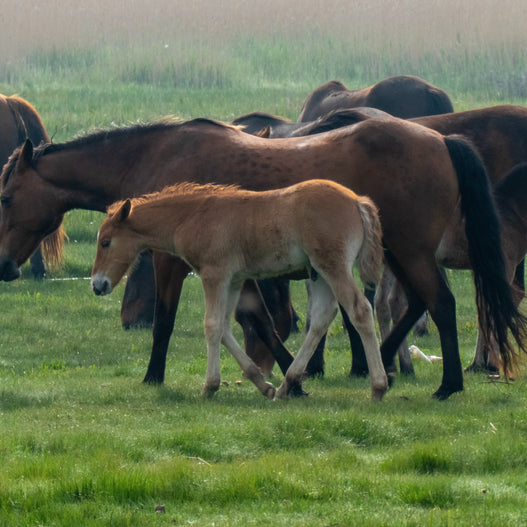 How IgY Antibodies Provide Protection for Equine Rotavirus