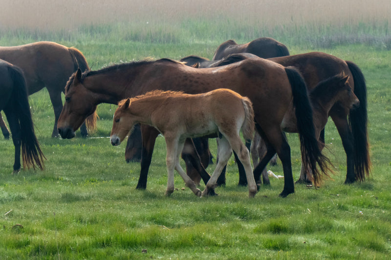How IgY Antibodies Provide Protection for Equine Rotavirus
