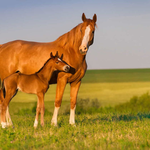 Is My Mare Prepared for Breeding?