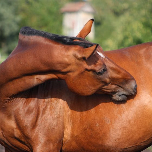 The Many Faces of Horse Colic: From Enteroliths to Twisted Intestines