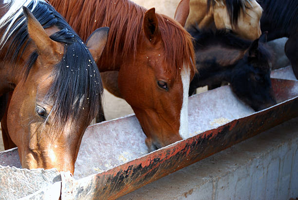 How to feed a horse (the right way!)
