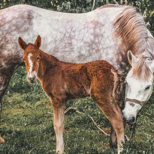 Putting an End to Foal Diarrhea