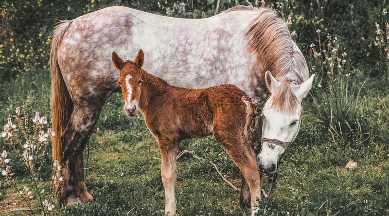 Putting an End to Foal Diarrhea