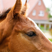 The best management practices for weaning foals