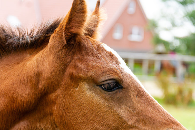 The best management practices for weaning foals