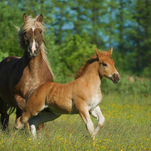 Common Foaling Problems: Patent Urachus