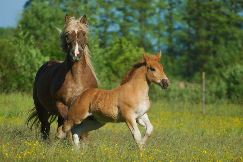 Common Foaling Problems: Patent Urachus