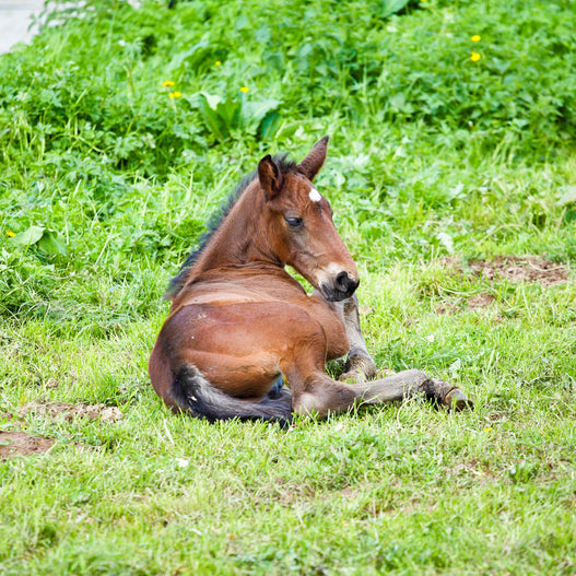 Natural Solutions for Managing Rotavirus in Foals