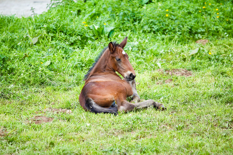 Natural Solutions for Managing Rotavirus in Foals
