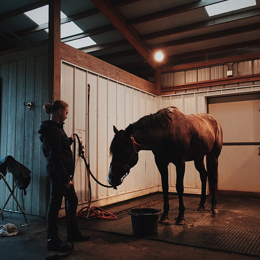 Banamine vs. Bute in Horses: What’s the Difference?
