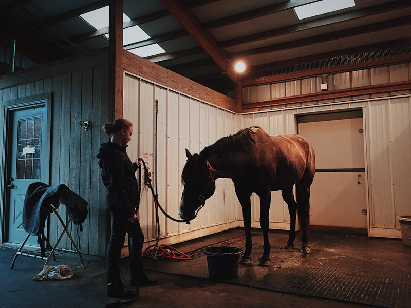 Banamine vs. Bute in Horses: What’s the Difference?