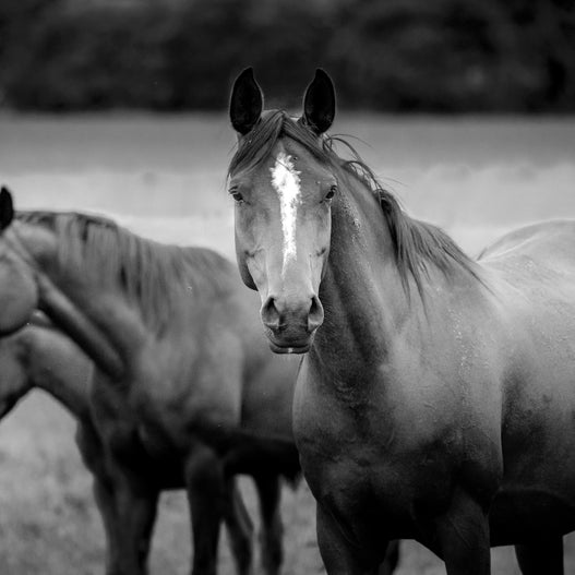 Foal Heat in Horses: How to Protect the Newborn Foal