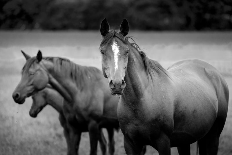 Foal Heat in Horses: How to Protect the Newborn Foal