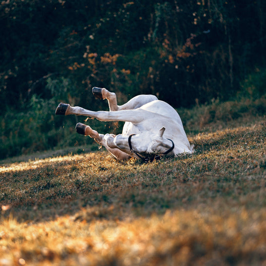 Colic in Horses: What Types Are Common in Your Region?