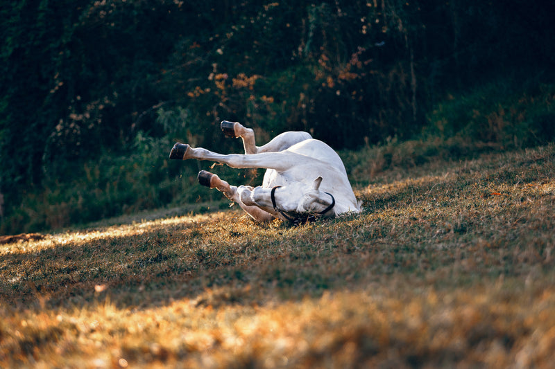 Colic in Horses: What Types Are Common in Your Region?